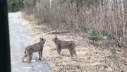 两只猞猁在吵架